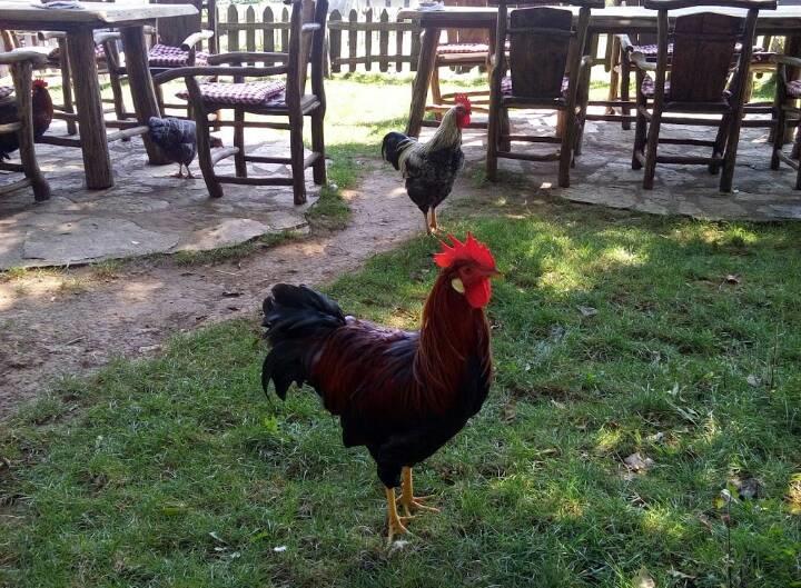 קולן וקוף Farm Stay Cardaklije מראה חיצוני תמונה