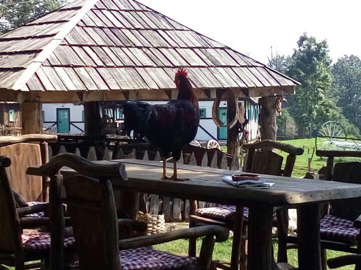 קולן וקוף Farm Stay Cardaklije מראה חיצוני תמונה